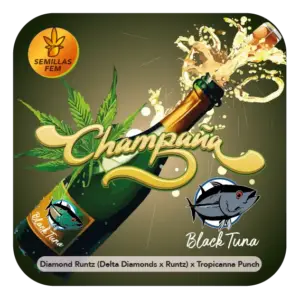 Black Tuna Seeds | Champaña
