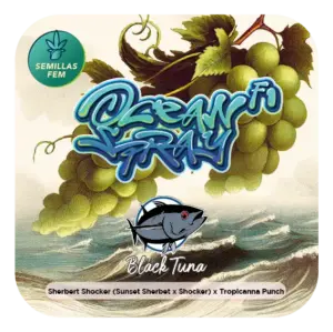 Black Tuna Seeds | Ocean Spray F1