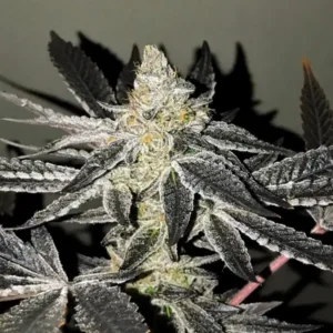 R-KIEM Seeds | 2 y 2 (Dos y dos)