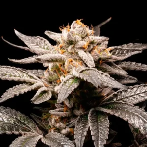 R-KIEM Seeds | Fancy