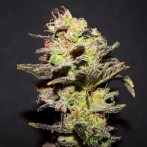 R-KIEM Seeds | Icer