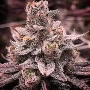 R-KIEM Seeds | Banana Dessert