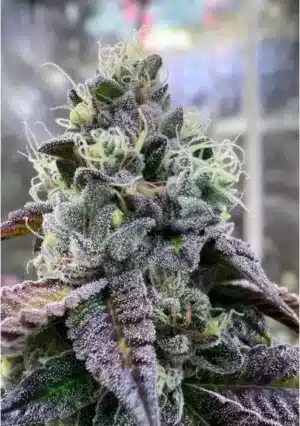 R-KIEM Seeds | Bananukis