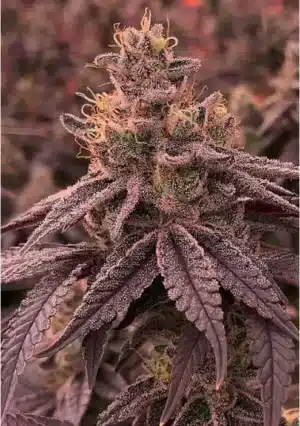 R-KIEM Seeds | Dullbutter