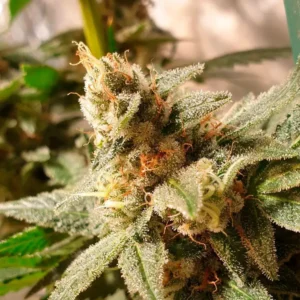 R-KIEM Seeds | Gala CBD