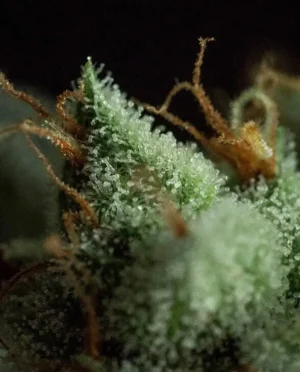 R-KIEM Seeds | GOS
