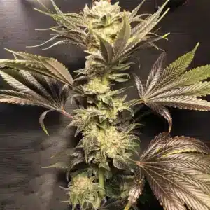 R-KIEM Seeds | Hibiscus