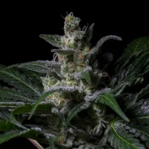 R-KIEM Seeds | Muse