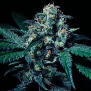 R-KIEM Seeds | Negra 44