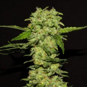 R-KIEM Seeds | Portela