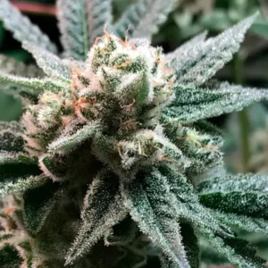 R-KIEM Seeds | Sublimator