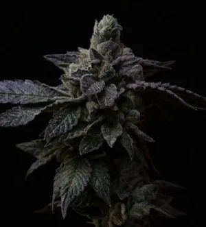R-KIEM Seeds | Suguz
