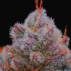 R-KIEM Seeds | El Xupet Negre